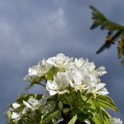 18th Apr 2022 - Blossom under a brooding sky