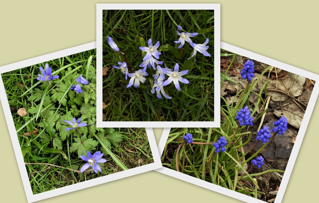  Blue Flowers by oldjosh