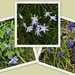  Blue Flowers by oldjosh