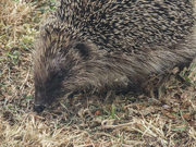17th Apr 2022 - Hedgehog 