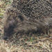 Hedgehog  by mumswaby