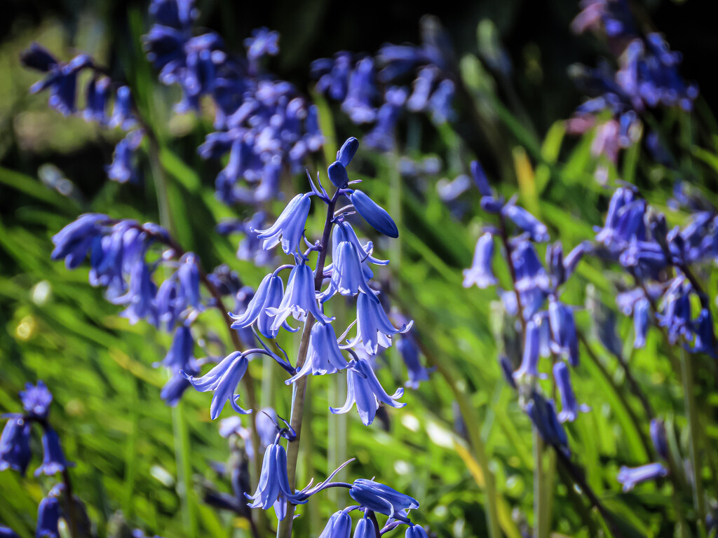 Just Bluebells by mumswaby