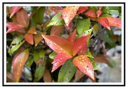 19th Apr 2022 - water droplets on red leaves