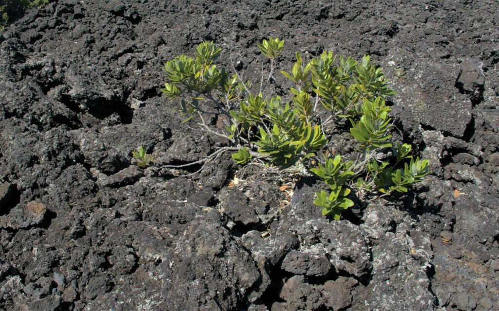 Life exist among the Lava fields  - no water here by creative_shots