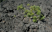 18th Mar 2022 - Life exist among the Lava fields  - no water here