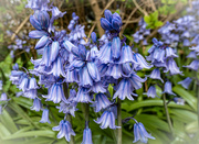 19th Apr 2022 - Bluebell time