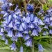 Bluebell time by susie1205