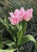 19th Apr 2022 - Pink Tulips