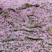 19th Apr 2022 - Raining Cherry Blossoms