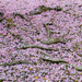 Raining Cherry Blossoms by k9photo