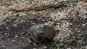 19th Apr 2022 - stone face