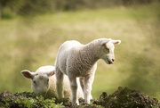 19th Apr 2022 - Spring Lambs