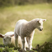 Spring Lambs by shepherdman