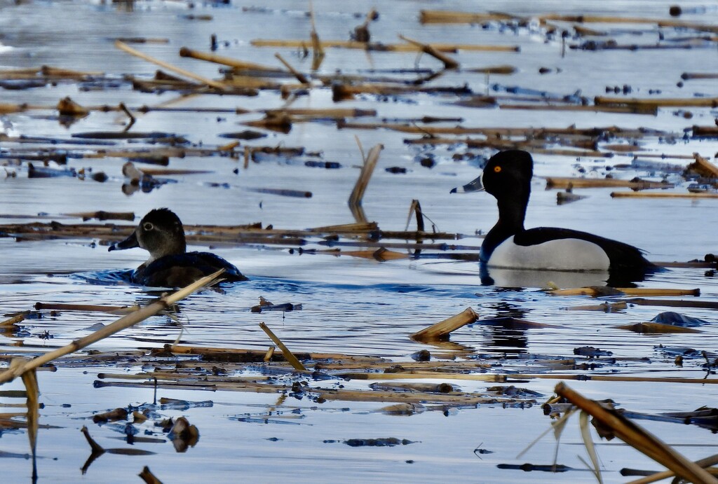 Ring Necked Duck Couple by frantackaberry