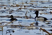 13th Apr 2022 - Ring Necked Duck Couple