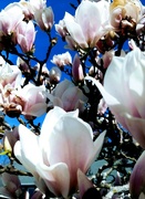 18th Apr 2022 - Blue Sky Blooms 