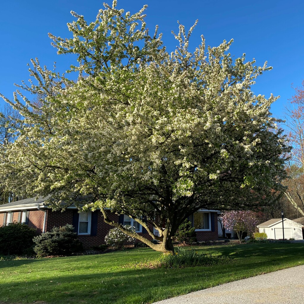 My crabapple is in bloom by tunia