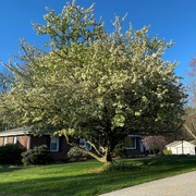 19th Apr 2022 - My crabapple is in bloom