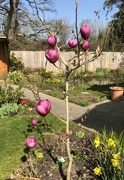 1st Apr 2022 - Black Tulip Tree 