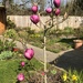 Black Tulip Tree  by susiemc