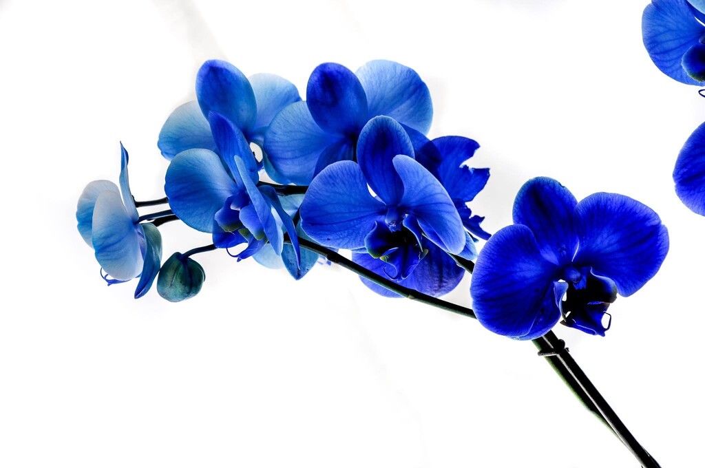 Blue orchid  by marciaduarte