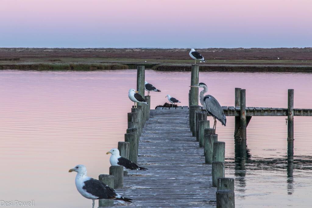 Heron at Dawn by seacreature