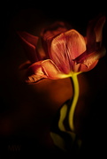 19th Apr 2022 - 2022-04-19 baroque tulip
