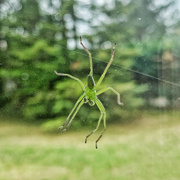 20th Apr 2022 - Green spider. 