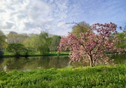 19th Apr 2022 - Blossom tree