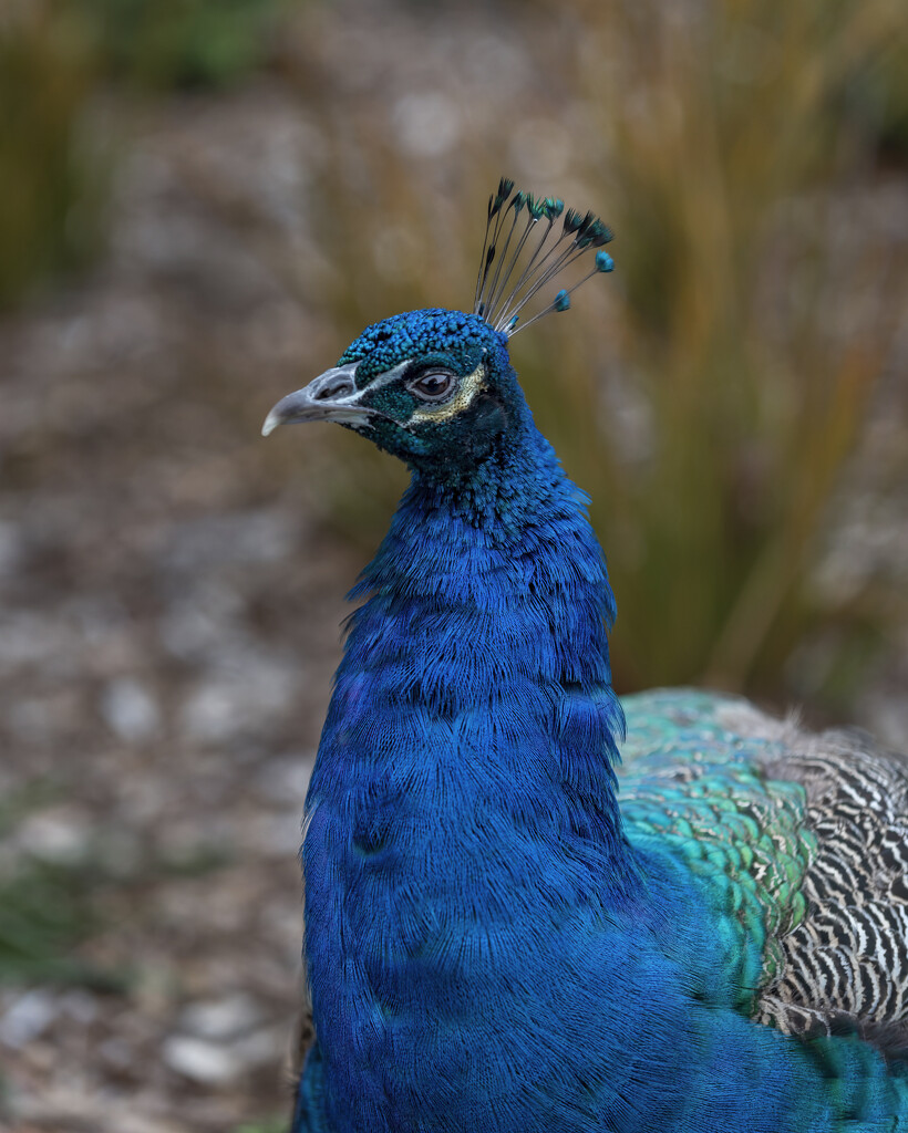 Peacock Crown by nickspicsnz