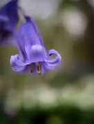 19th Apr 2022 - Bluebell
