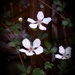Dewberry blossoms in color... by marlboromaam