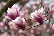 19th Apr 2022 - Magnolia Blossoms