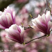 Magnolia Blossoms by falcon11