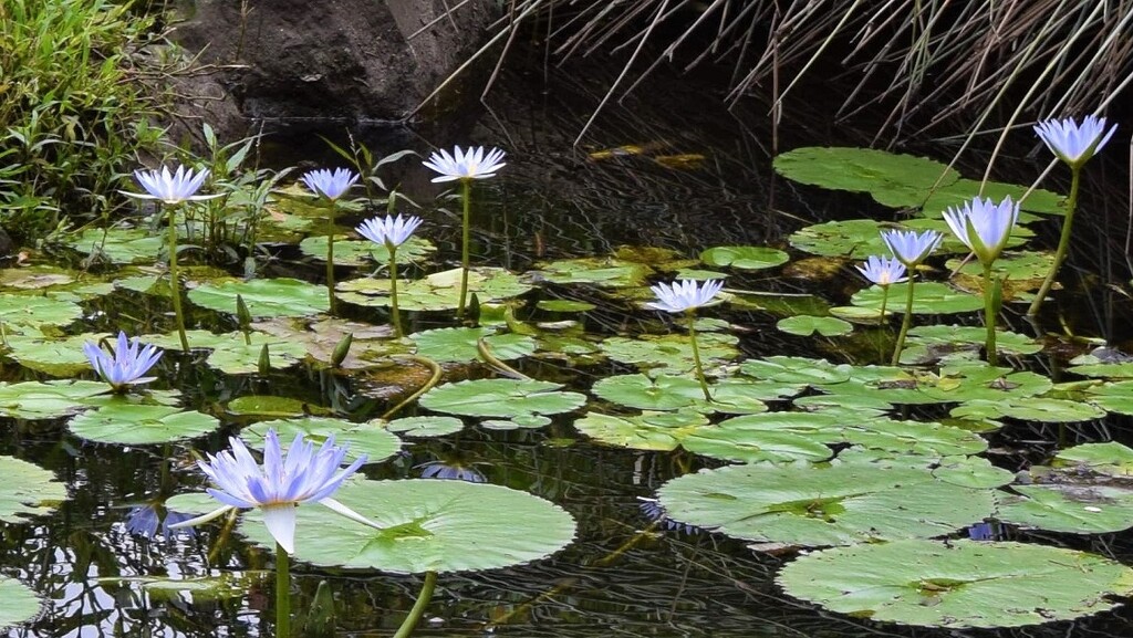 Blue Water Lily Pond ~   N0. 1   by happysnaps