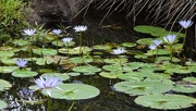 20th Apr 2022 - Blue Water Lily Pond ~   N0. 1  
