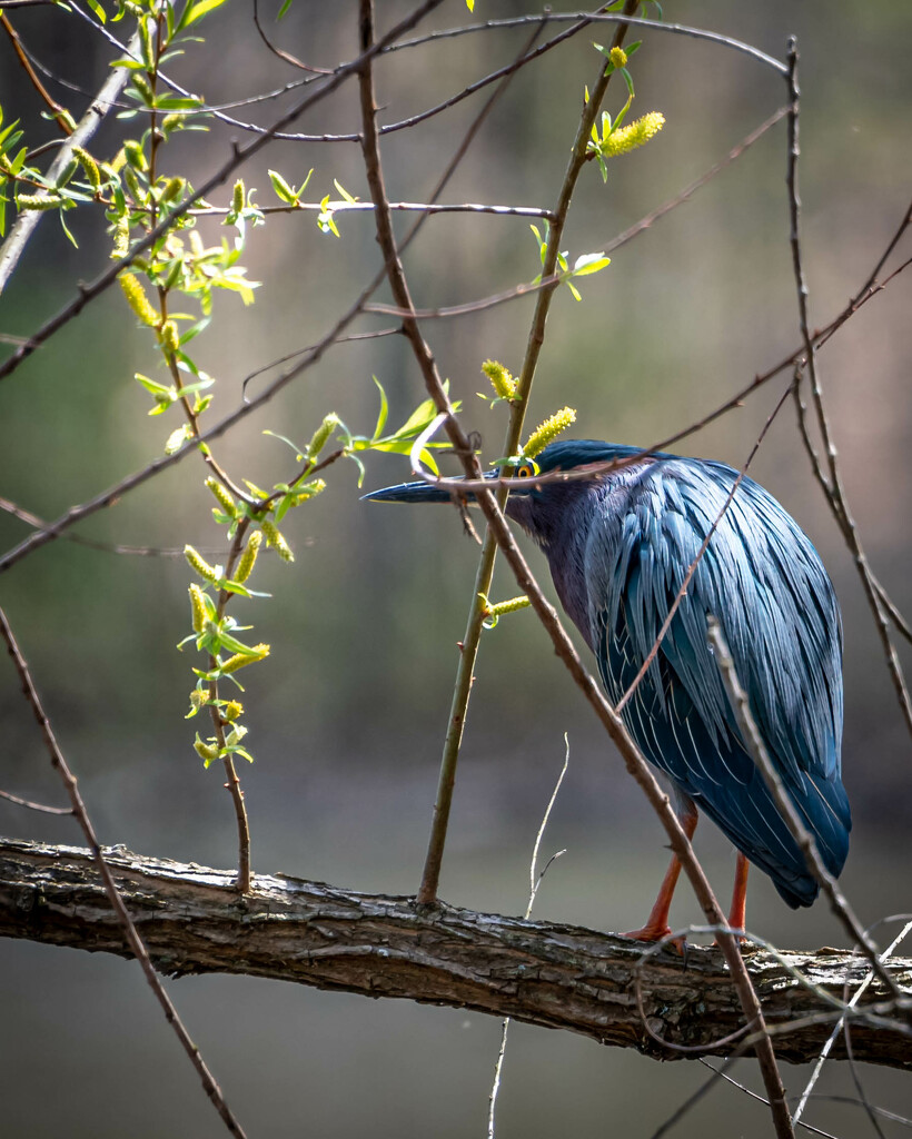 Green Heron (Don't See Me) by marylandgirl58