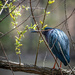 Green Heron (Don't See Me) by marylandgirl58