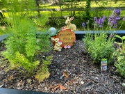 20th Apr 2022 - Waiting for Peter Rabbit