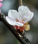 19th Apr 2022 - Flowering bush