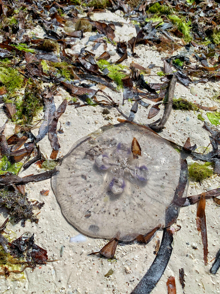 Jellyfish.  by cocobella