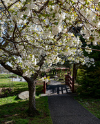 19th Apr 2022 - Cherry blossoms 