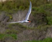19th Apr 2022 - Caspian Tern 