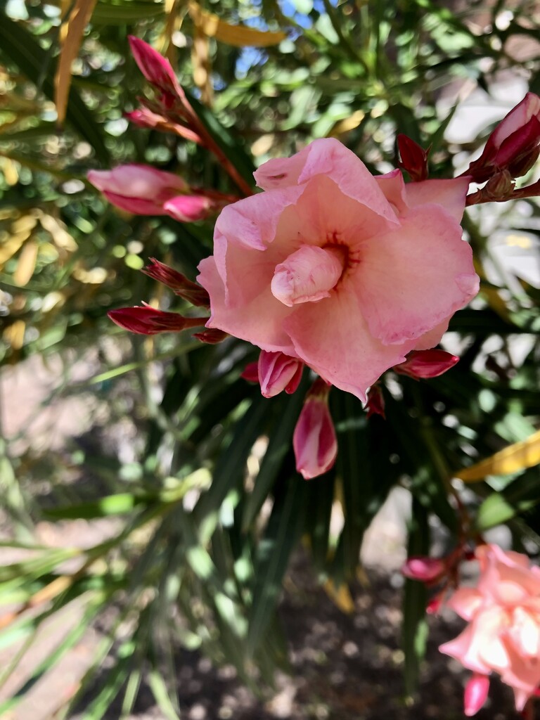Oleander by loweygrace