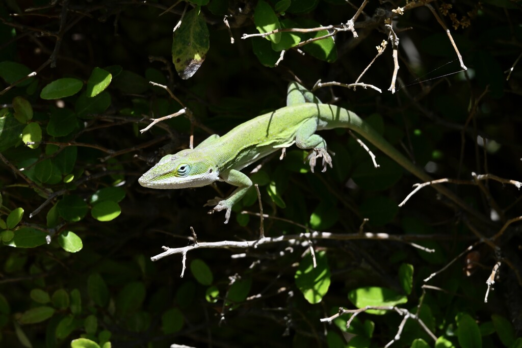 Green Anole by metzpah