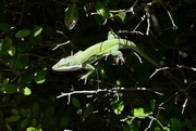 20th Apr 2022 - Green Anole