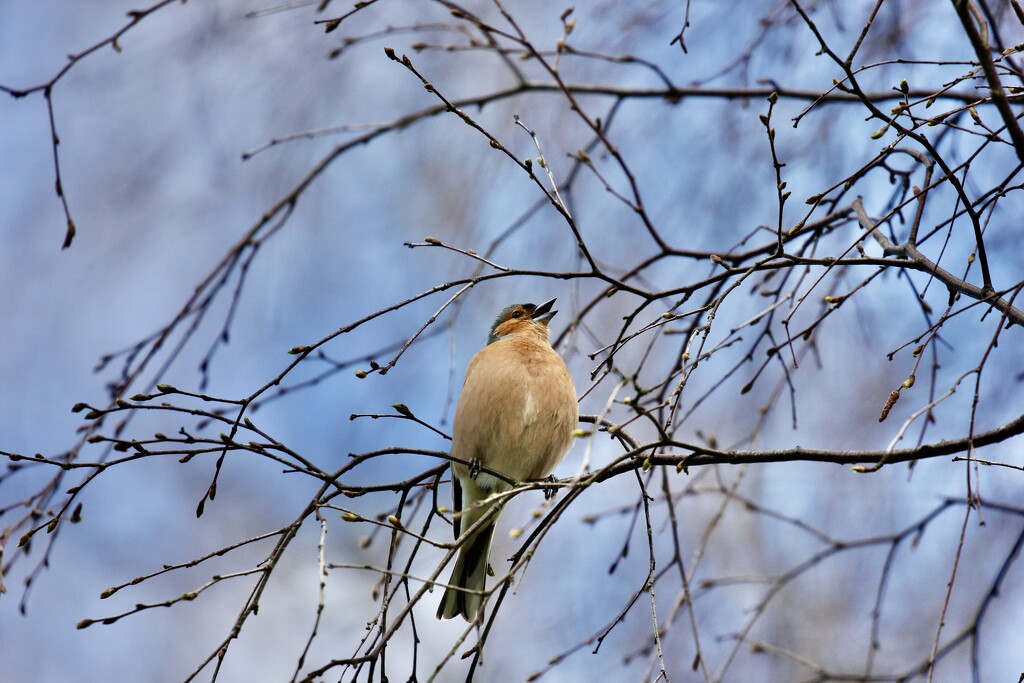 The Singing Chaffinch by jamibann
