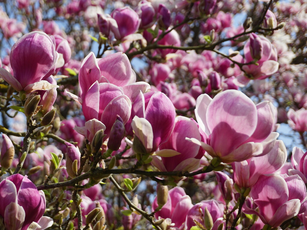 a profusion of magnolia by quietpurplehaze