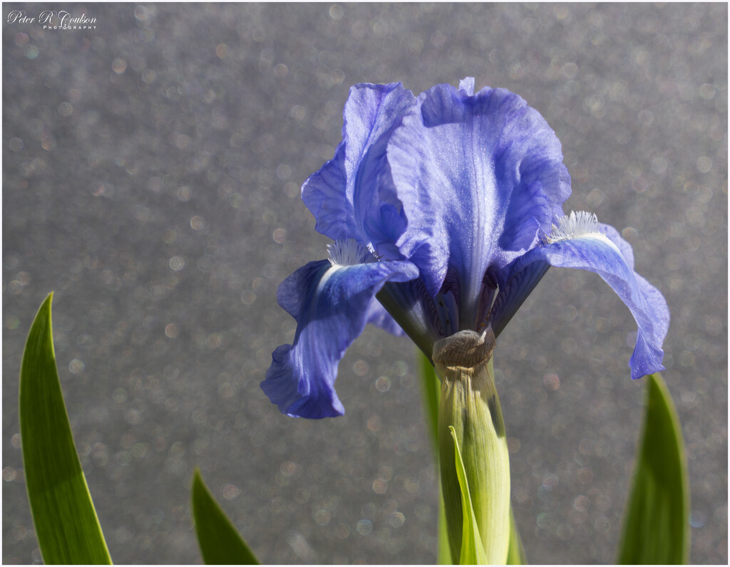 Bearded Iris by pcoulson