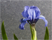19th Apr 2022 - Bearded Iris